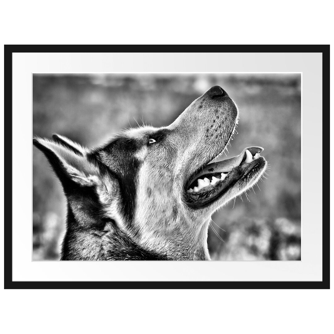 Gerahmtes Poster Husky von der Seite