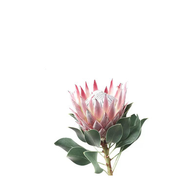" Protea " by Sisi And Seb