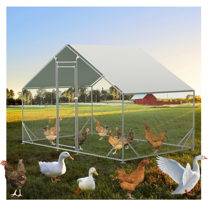 Tucker Murphy Pet™ Ceilidh Metal Chicken Run Coop, Walk-in Poultry Cage ...