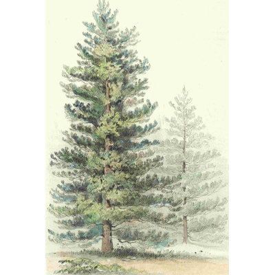 Majestic Pine I