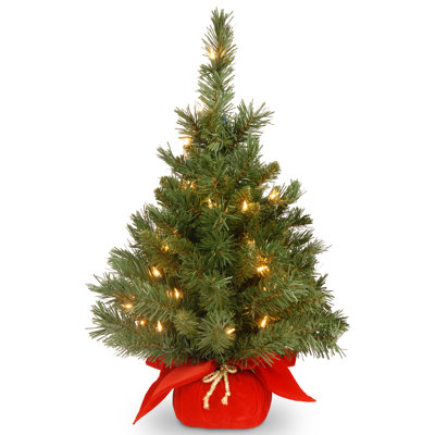 Sapin majestueux couleur Bourgogne