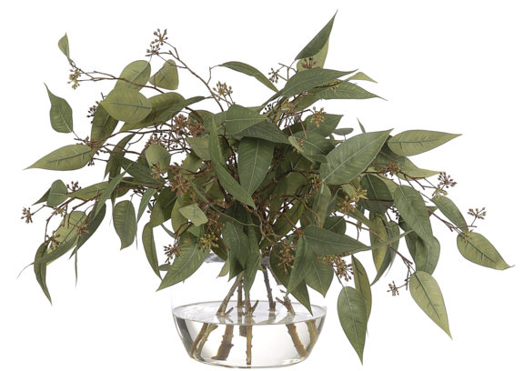 Eucalyptus, vert, vase en verre, l 24 po x P 24 po
