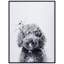 Labradoodle - cadre photo, impression sur verre