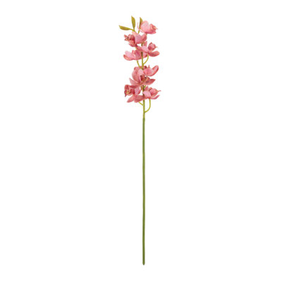 Cymbidium Orchid Flower Stem (Set of 2)