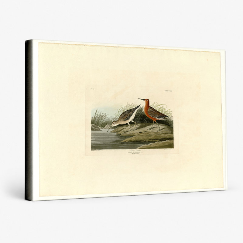 «Pigmy Curlew», plaque CCLX III (1835) - art mural sur toile paysage, 20" W x 16" H