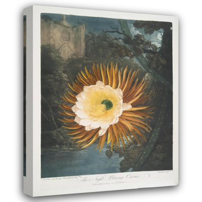 "The Night-Blowing Cereus" by  Robert John Thornton - Gallery Wrap Canvas Wall Art