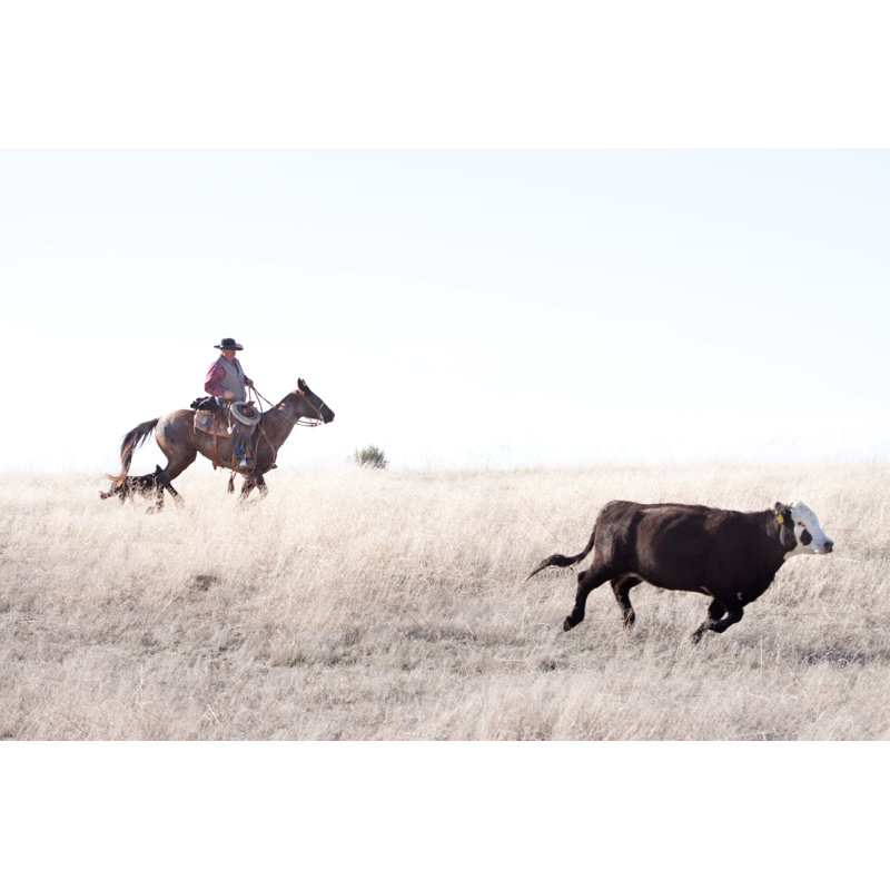 Cowboy Herding Angus Cattle On Open Range by DaydreamsGirl - No Frame Print on Canvas, 30cm H x 46cm W