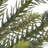 3 ft. Woodward Pine Tree