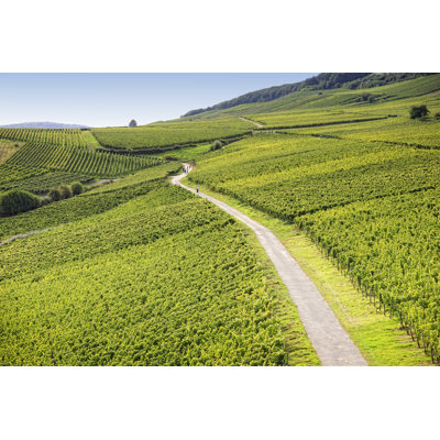 Rheingau Riesling Vineyards - Wrapped Canvas Print