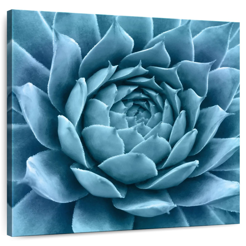 Harnek Silvery Blue Agave