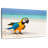 Brampt Macaw On White Sand-108814962