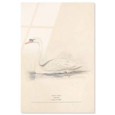 Mute Swan Acrylic Print Vintage Animal Art by Art Remedy, Ready to Hang, 10 x 15