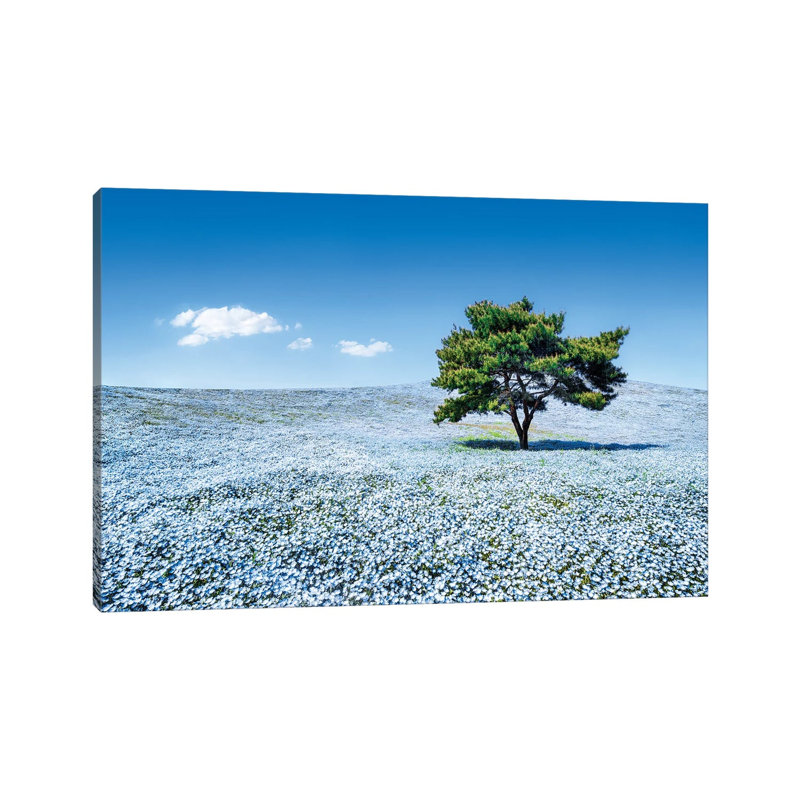 Baby Blue Eyes Nemophila Flowers In Full Bloom, Hitatchi Seaside Park, Japan by Jan Becke - Wrapped Canvas Print