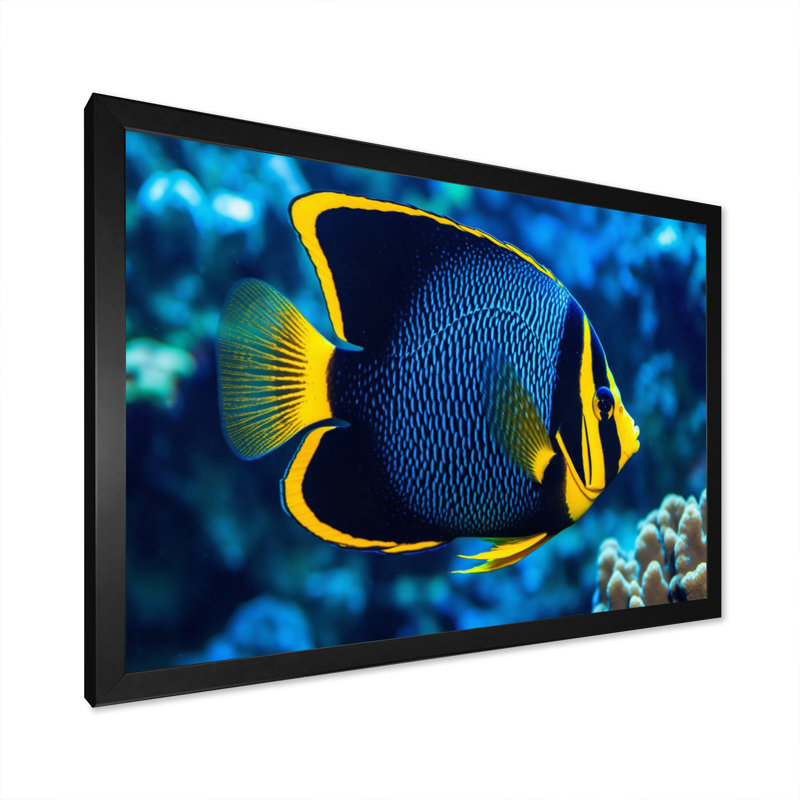 " Finned Fish Wonders II ", 12" H x 20" W x 1" D, Black Single Picture Framed