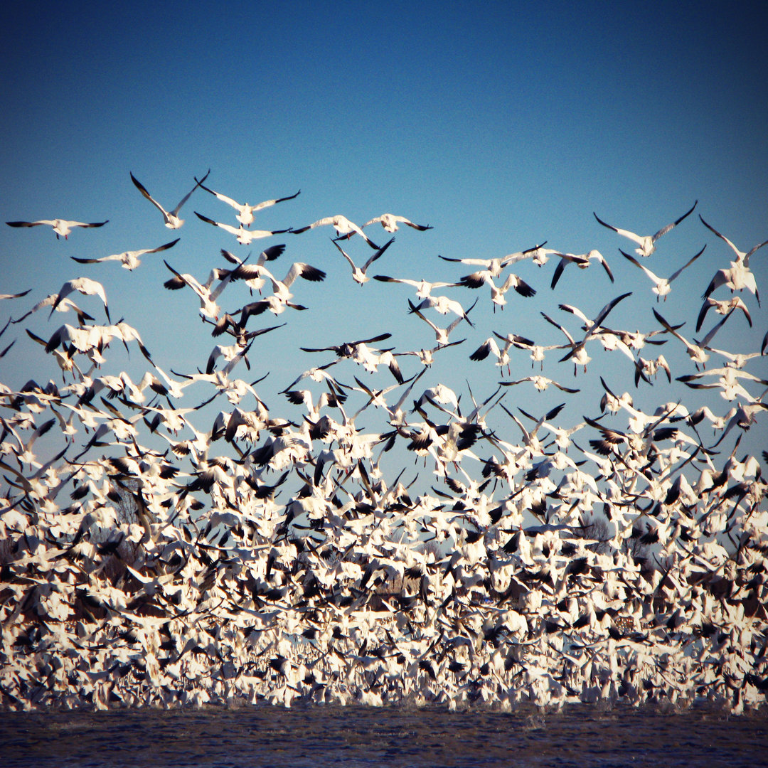 Gänseschwarm beim Abflug von Instants - Leinwandbild