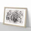 Stripes of the Zebras - Picture Frame Graphic Art Print-56877952-56877953
