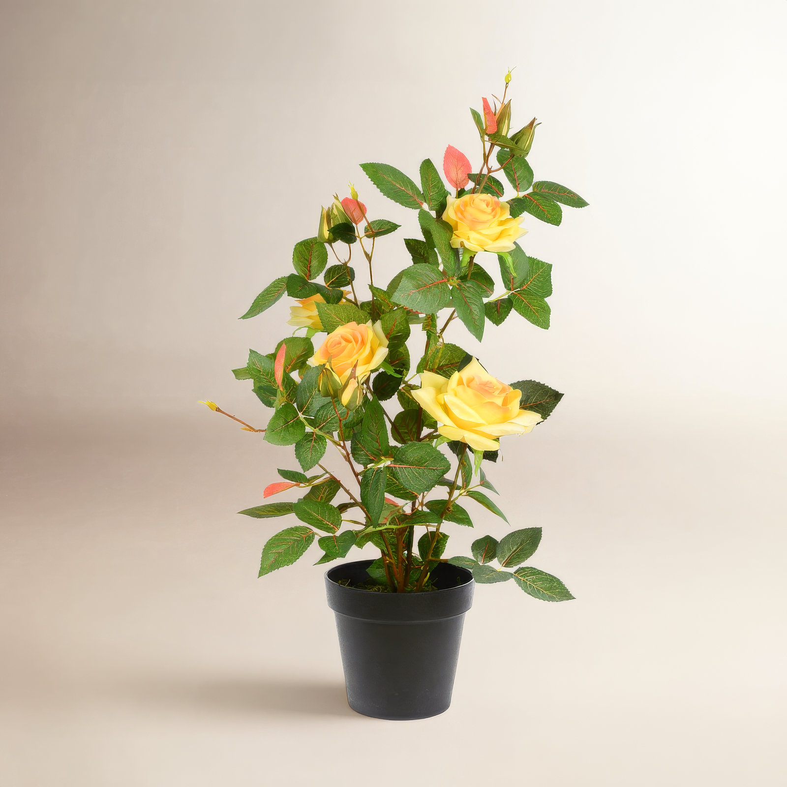21" Rose Plant in Pot, Yellow
