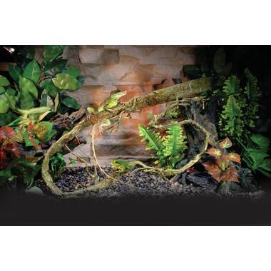 Shop Moss Terrarium Reptiles with great discounts and prices online - Dec  2023