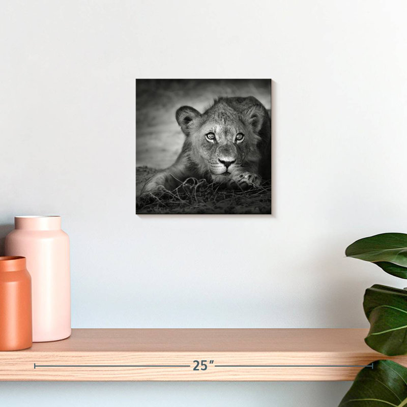 Brampt Young Lion Head, 10" H x 10" W