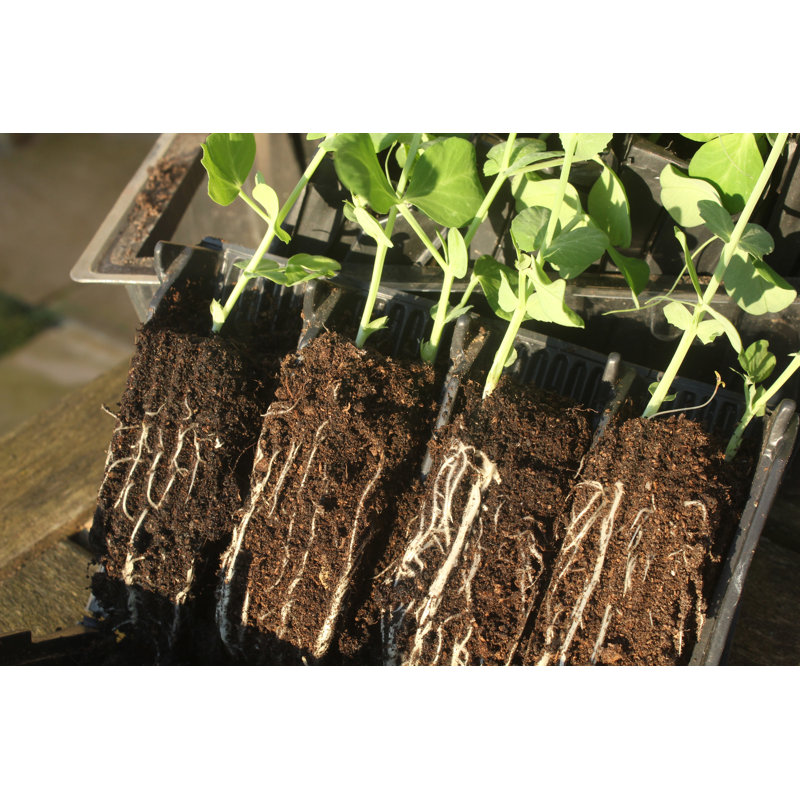Station de rayonnage Haxnicks Rootrainer avec 8 radicelles profondes - ensemble de plateaux de propagation de plantes, support de semis de graines peu encombrant pour le jardinage intérieur / extérieur