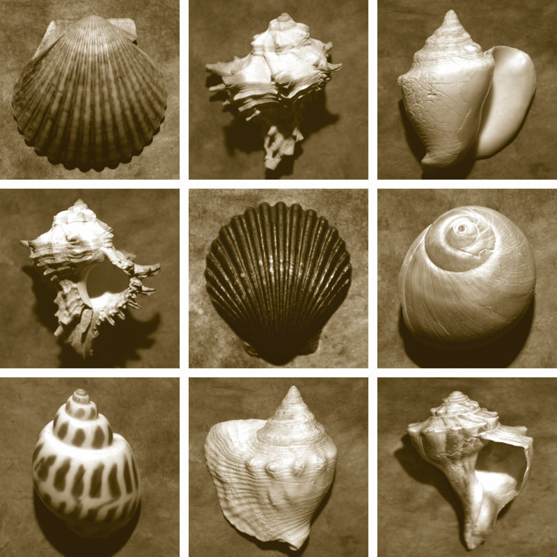 Shell Sampler, 76cm H x 76cm W x 3.8cm D