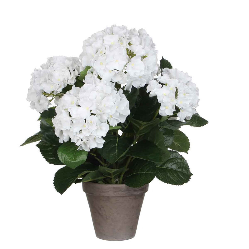 Hydrangea Arrangement in Pot, White