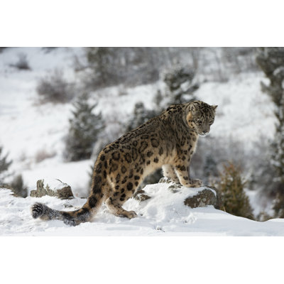 Snow Leopard by Through-My-Lens - Wrapped Canvas Print