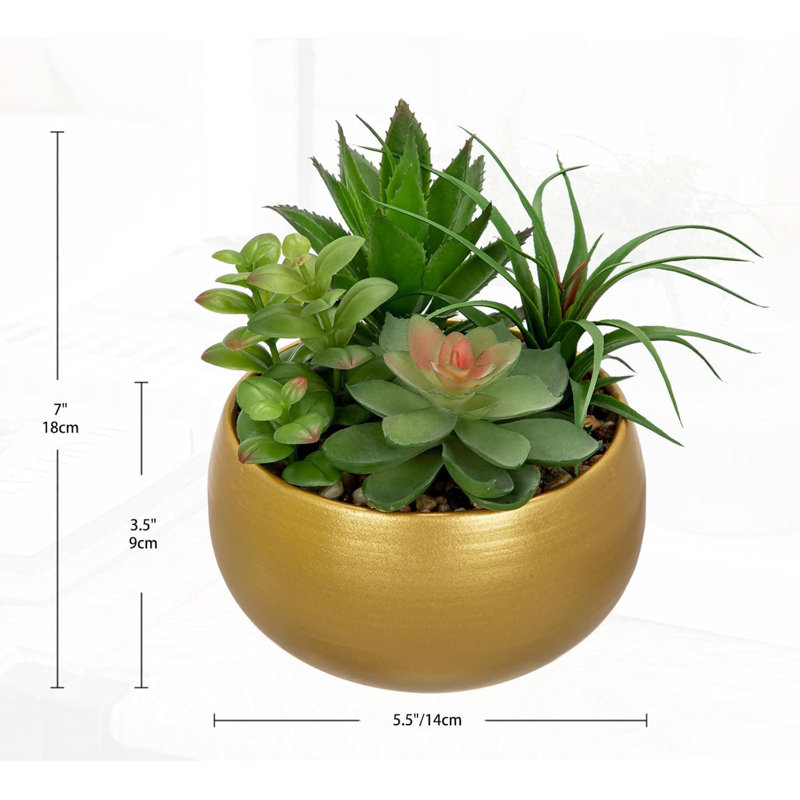 17.78cm Plant
