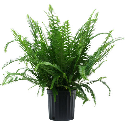 Kimberly Queen Fern in Nursery Pot