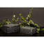 Denzell Wood Accessory Box-1803346199