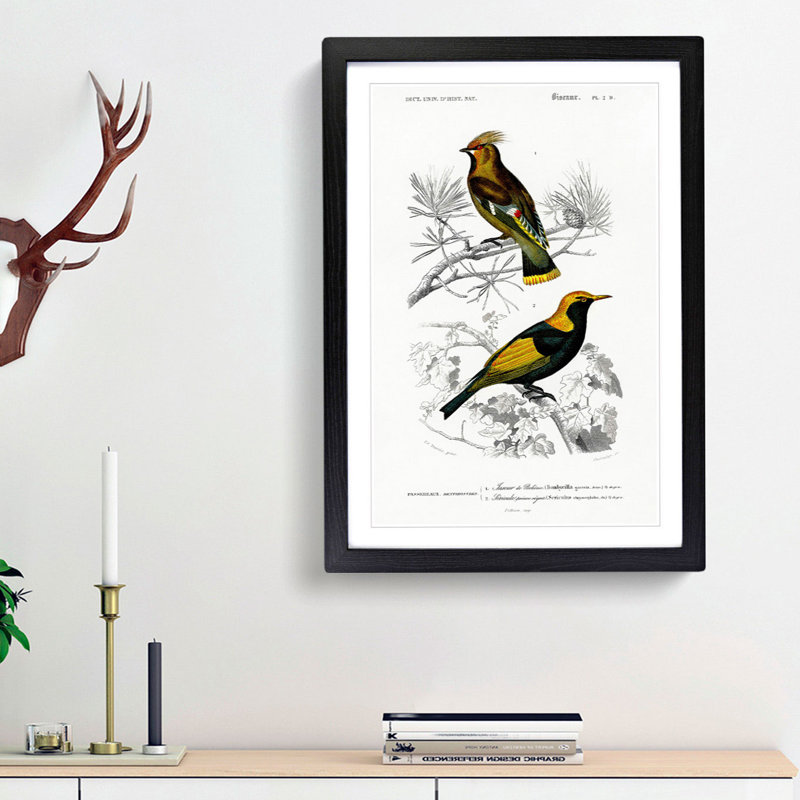 Bird Illustrations PL. 2D by Charles D' Orbigny - Single Picture Frame Painting, Black Framed, 63cm H x 45cm W x 2cm D