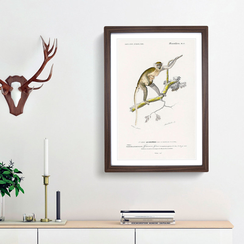 Grivet Monkey PL. 6 by Charles D'Orbigny - Picture Frame Painting Print, 36cm H x 27cm W x 2cm D, Walnut Framed