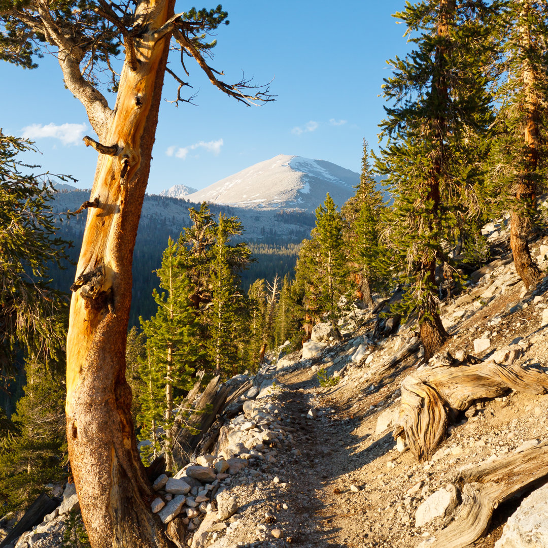 Sequoia National Park, Kalifornien von Patrick Poendl - Foto auf Leinwand