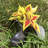 Boot Buddies Charlie Dog Planter