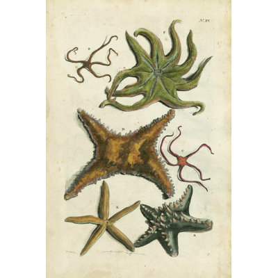 Starfish Illustré by Vision Studio - Painting on Canvas