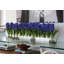 Orchids Centerpiece in Glass Planter-322954511-322954504