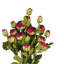 Faux Stem Vintage Rose White 540mm (6pk)-172970516