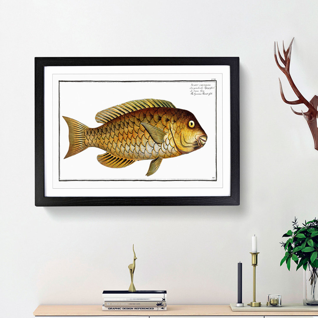 Grecian Parrot-Fish by M.E. Bloch - Picture Frame Painting Print