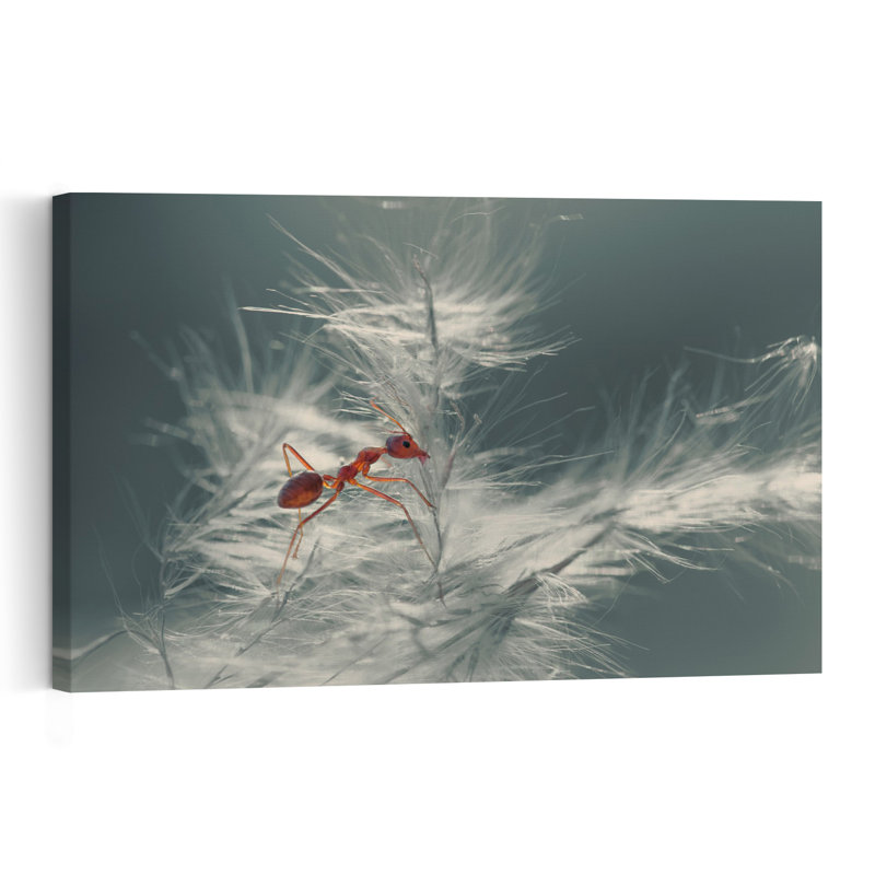 Red Ant On Feather Plant Delicate Contemporary Ant Nature Plant Wall Art Print 1 Piece Wrapped Canvas Wall Art