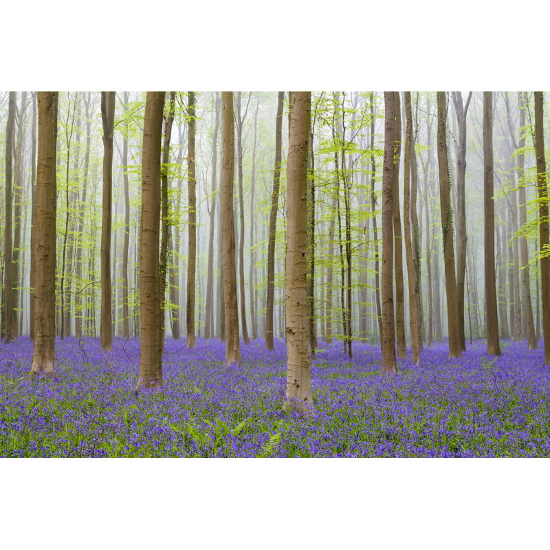 Beech Tree Forest In Spring by Sjo - Wrapped Canvas Print