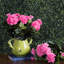 Buisson de géranium artificiel 17,5 "en polyester-913431851
