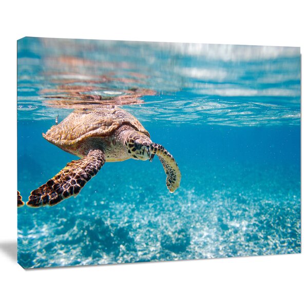 Bless international Large Hawksbill Sea Turtle Print & Reviews | Wayfair