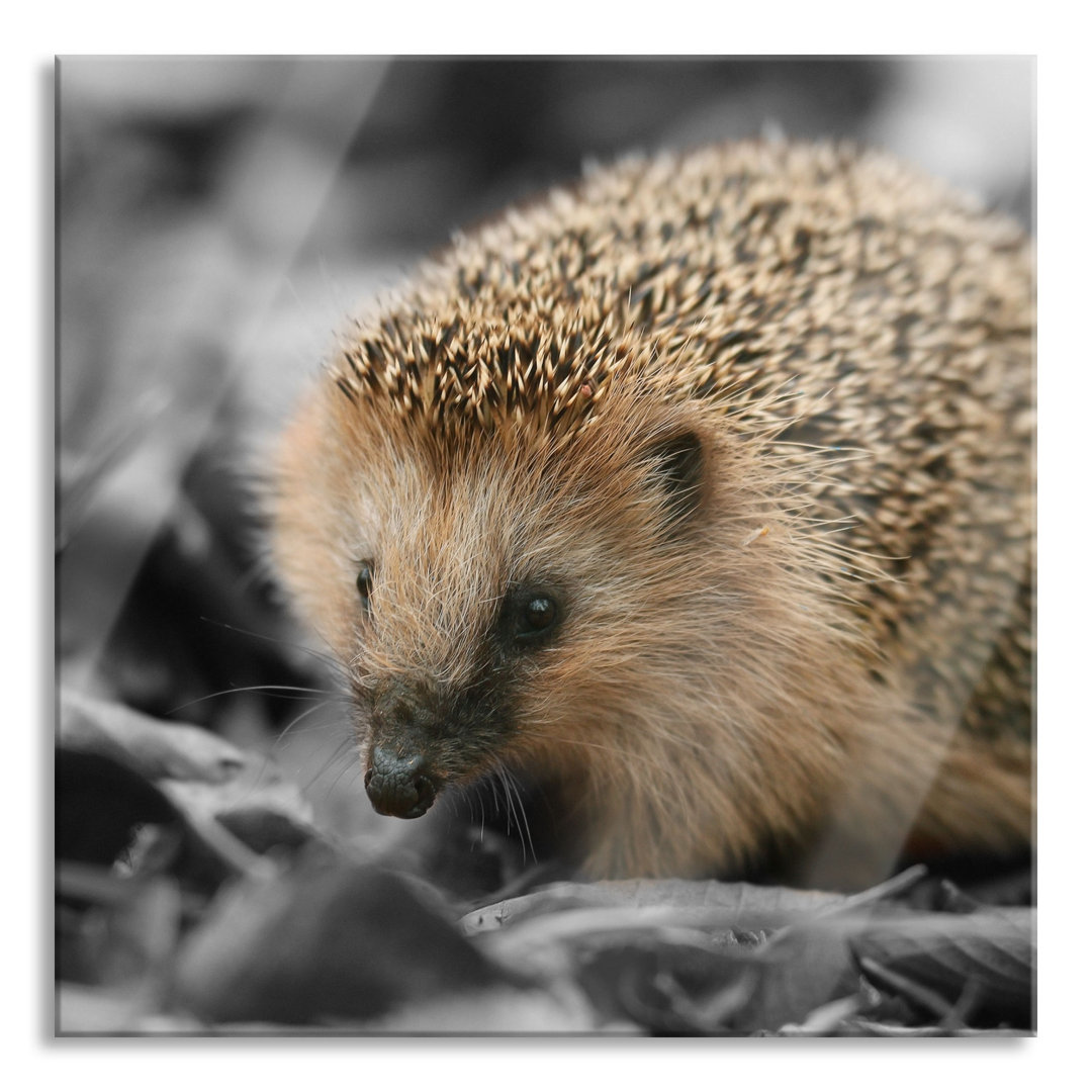 Glasbild Süßer Igel im Laub