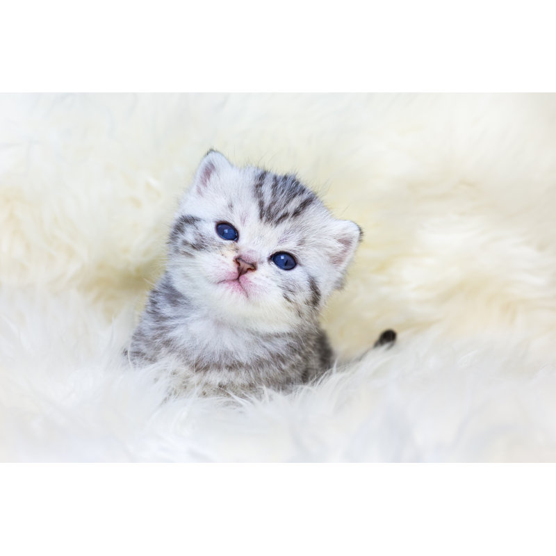 Chaton Sasithorn sur fourrure sur toile par Ben-Schonewille, H 8 po x l 12 po x P 1,25 po