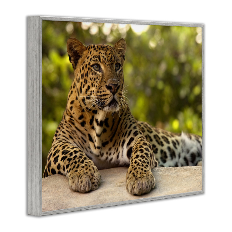 «Leopard Gazing Relaxation», estampe numérique, conception par MJ Photographie, Estampe numérique Farmhouse