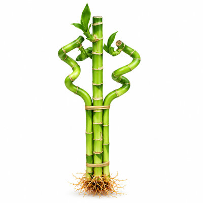 Spiral Lucky Bamboo