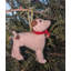 Arcadia Home Jack Russell Terrier Hand-Knit Ornament