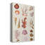 Corail et coquillage II sur toile-1741702663