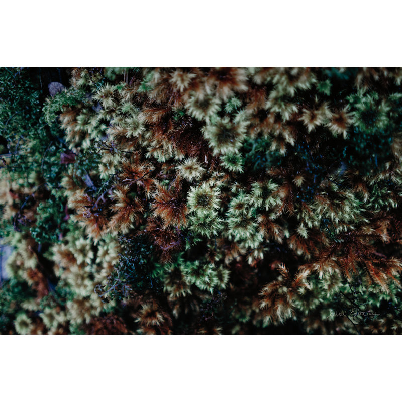 «Moss Détail» par Elise Catterall, H 8 po x l 12 po, Non, Toile tendue