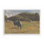 «Resting Cows I» par Stephen Calcasola, reproduction d'art-2054170498-2054170496-2054170509